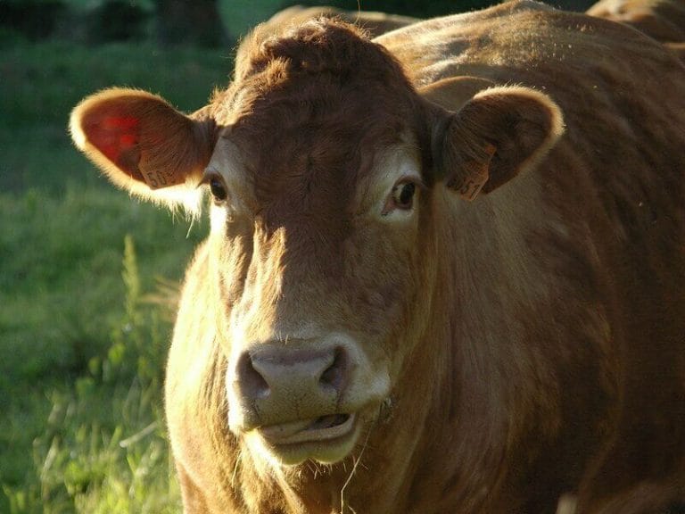 Cow Names: The 700 Most Popular Names for Cows