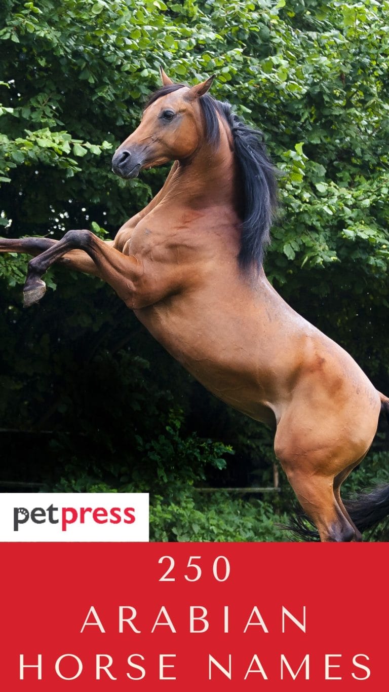 best-250-arabian-horse-names-and-their-meanings-petpress