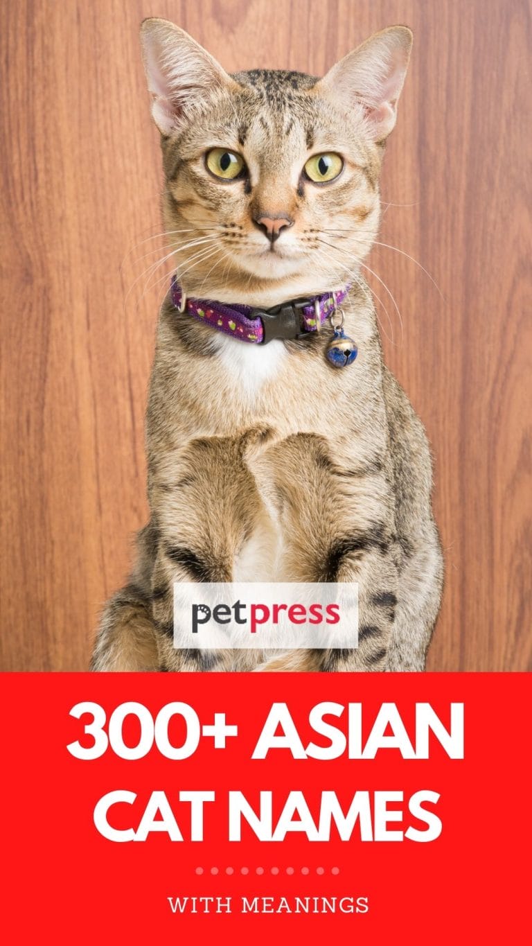 Top 300+ Best Asian Cat Names with Meanings