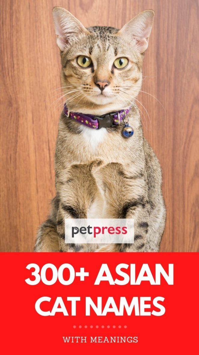 asian cat names with meanings