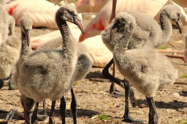 baby-flamingo-names