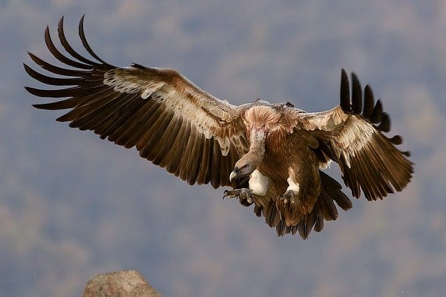 badass-hawk-names