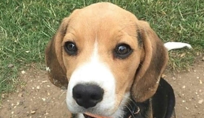 14 Things To Know About Beautiful Beagles - PetPress