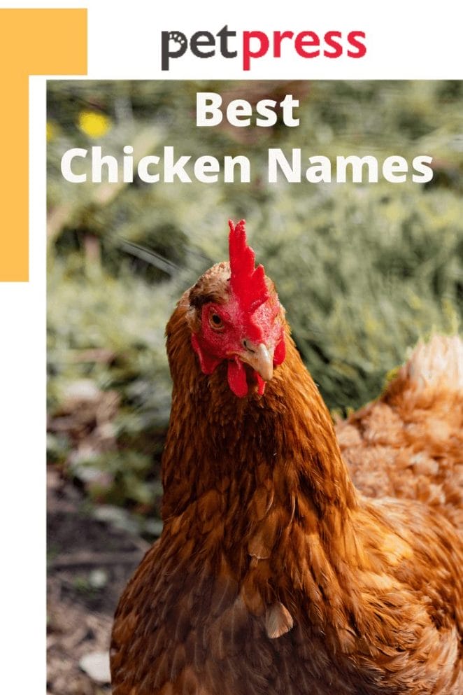 best-chicken-names