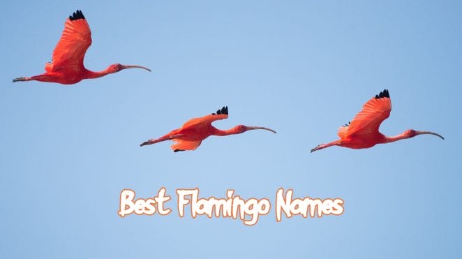 best-flamingo-names