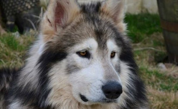 62 Unique Northern Inuit Dog Names with Meanings - PetPress