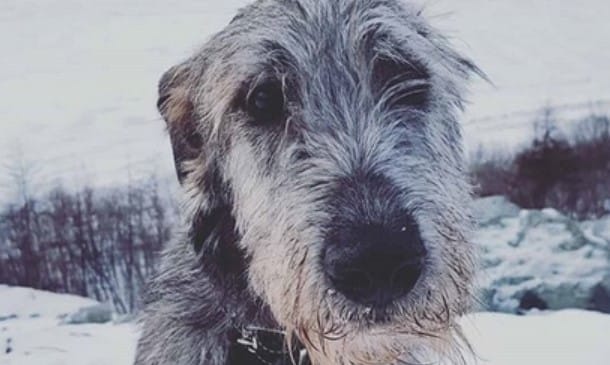 125-unique-male-and-female-irish-dog-names-with-meanings