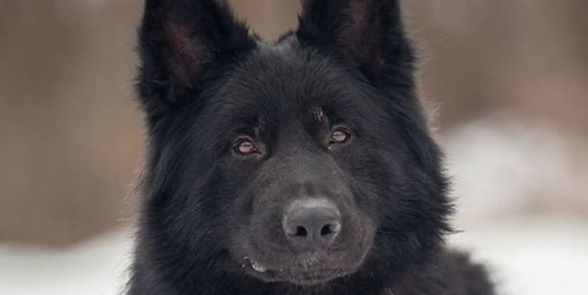 85 Tough Dog Names for Female Dogs