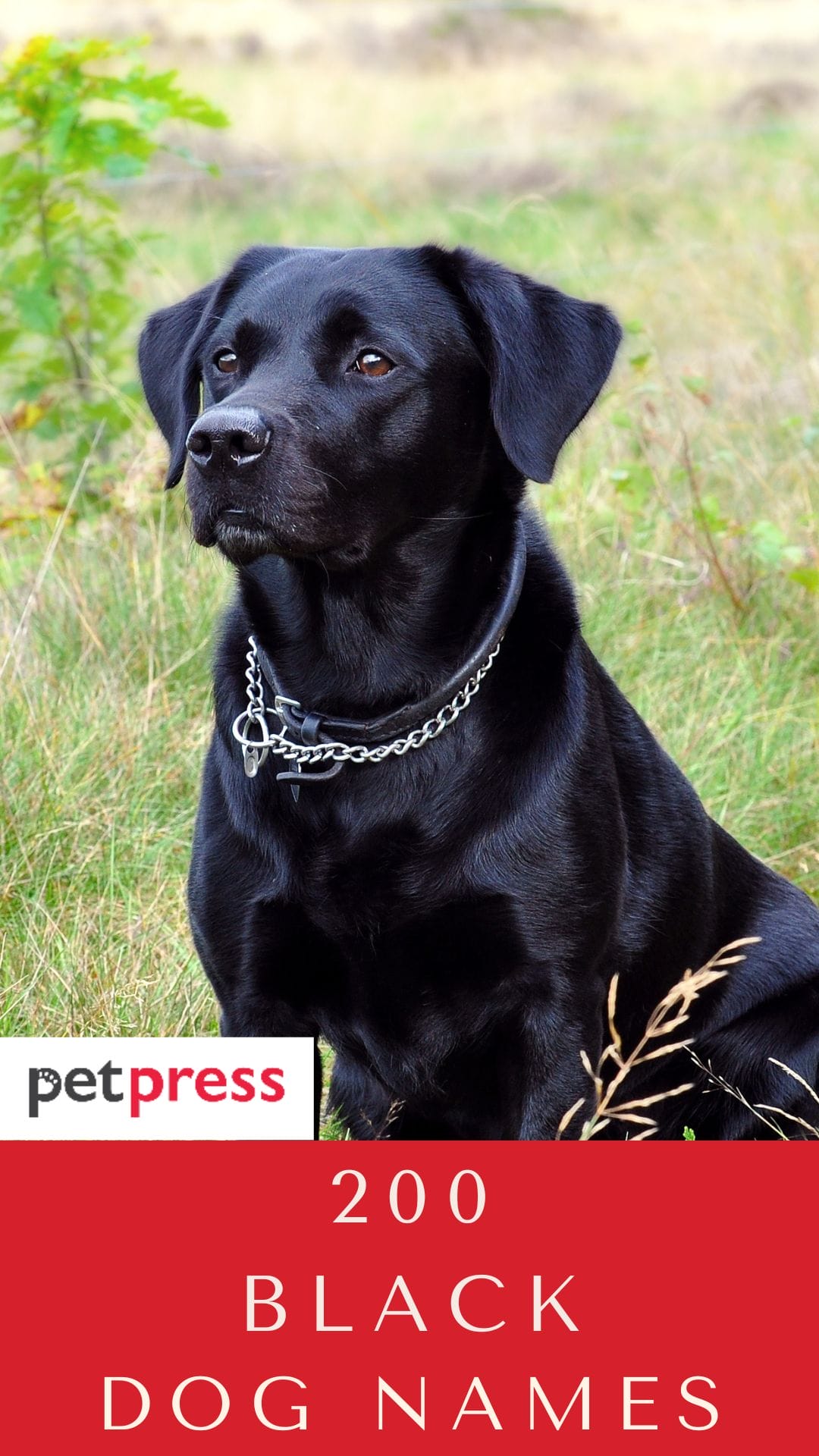 Top 200 Black Dog Names for Big Boys and Girls PetPress