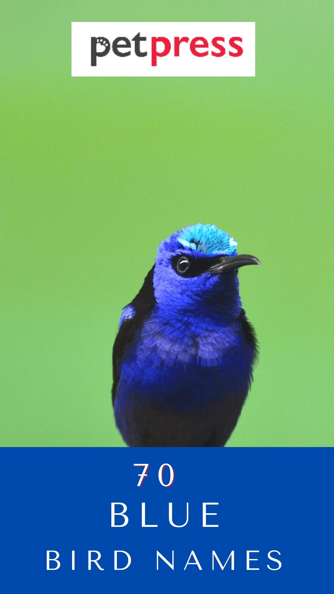 top-130-blue-bird-names-unique-name-ideas-for-pet-blue-bird