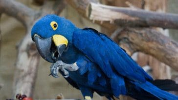 blue bird names
