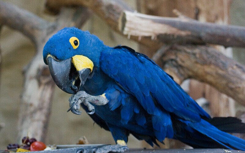 blue bird names