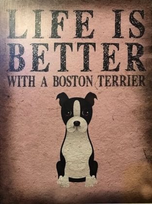 15 Funny Boston Terrier Pictures That Will Make You Love Them Even More ...