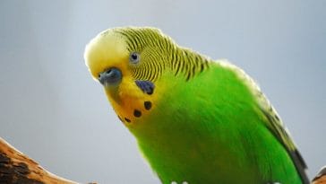 50+ Best Pirate Parrot Names | Famous Pirate Names For A Parrot