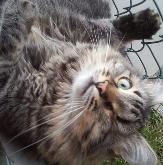 Top 52 Special Cat Names for One Eyed Cats PetPress