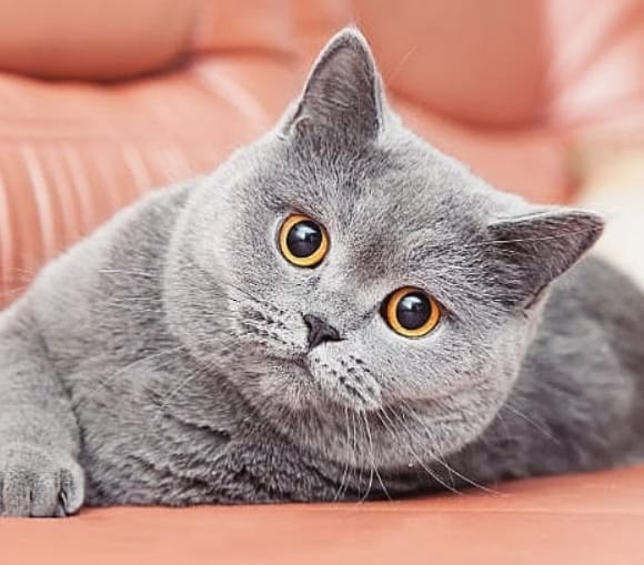32 Perfect Female Cat Names for Gray Kittens