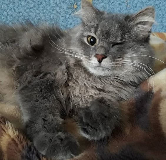 Top 52 Special Cat Names for One Eyed Cats PetPress