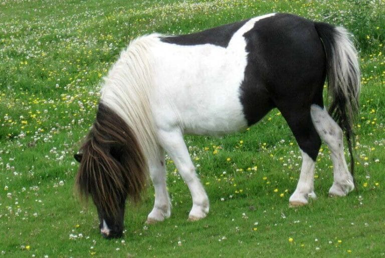 650 Best Pony Names - Good Pony Names Ideas for Your Pony - PetPress