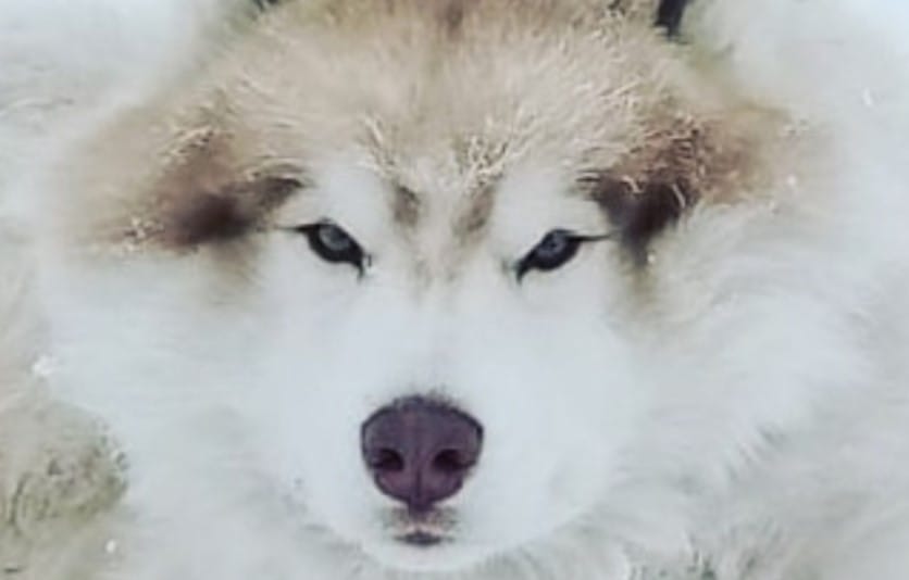 101 Popular Literary Dog Names Inspired by Books and Mythology PetPress