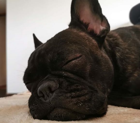 101 Male Dog Names for French Bulldogs PetPress