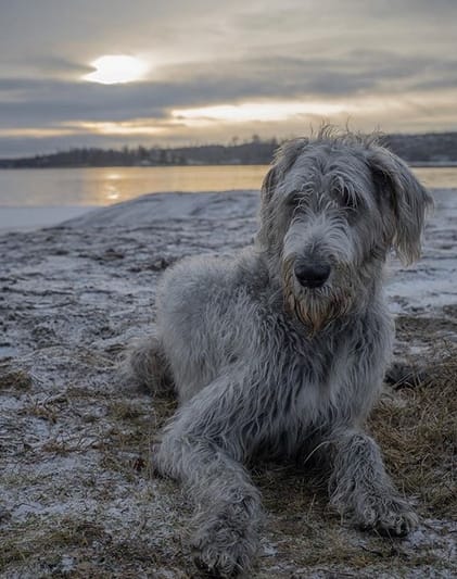 125 Unique Male And Female Irish Dog Names With Meanings 125 Unique Male And Female Irish Dog Names With Meanings