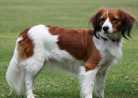 Top 125 Best Dutch Dog Names - Artistic Dutch Dog Name Ideas