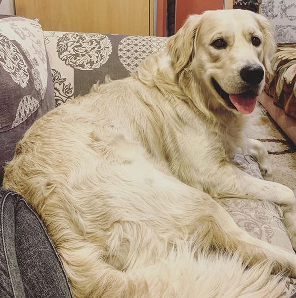 Top 105 Funniest Dog Names for Big Breeds PetPress