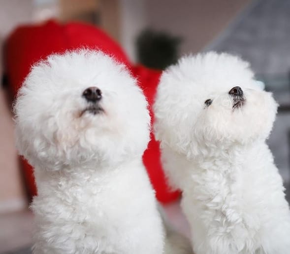 Top 40 Miniature Dog Names for White Dogs PetPress