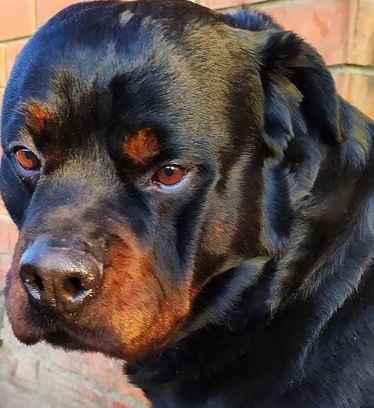 75 Amazing Dog Names for Black and Brown Dogs