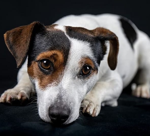 Top 150 Cute & Sweet Dog Names ending in "Y" PetPress