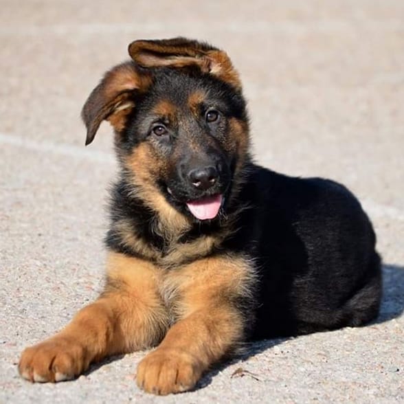 75 Amazing Dog Names for Black and Brown Dogs