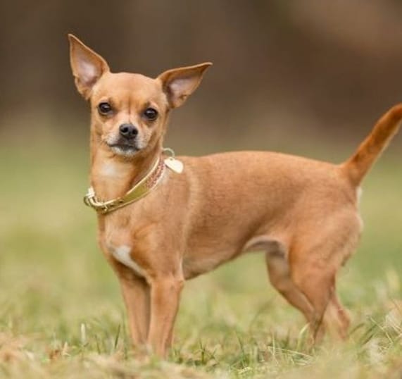 Top 150 Cute & Sweet Dog Names ending in "Y" PetPress