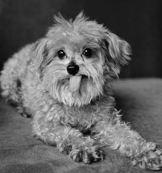 115 Cool Dog Names Inspired by Video Games