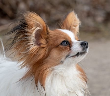 85 Stunning Spanish Dog Names with Meanings