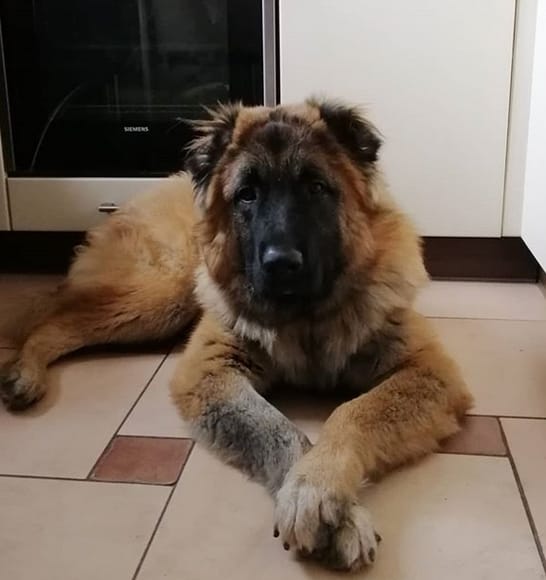 115 Female Dog Names for Guard Breeds PetPress