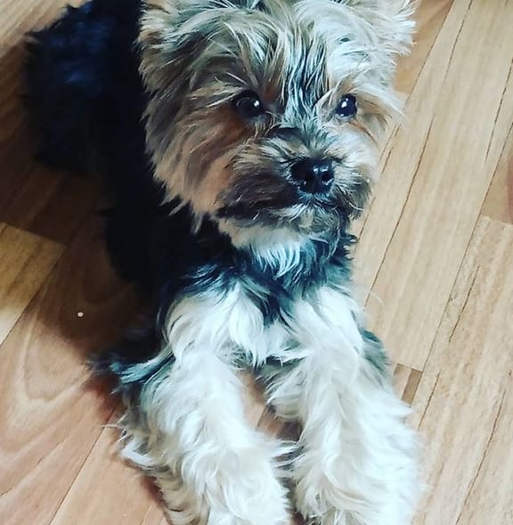 100 Beautiful Female Dog Names with Meanings PetPress