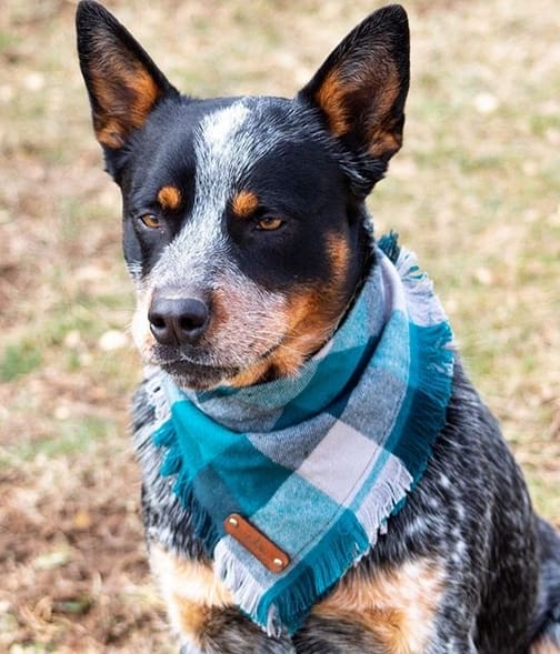 Top 175 Most Popular Blue Heeler Dog Names PetPress