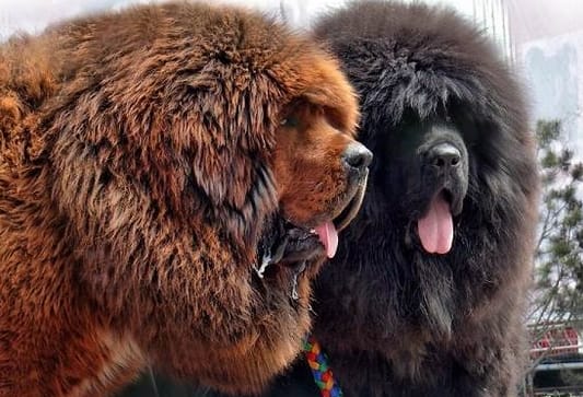 Top 175 Trendy Dog Names for Giant Dogs