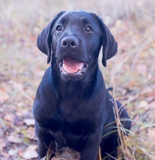 90+ Best Black Labrador Dog Names for Girl Puppies PetPress