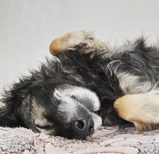 Over 140 Funniest Dog Names for Energetic Puppies PetPress