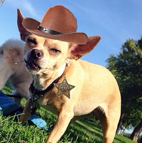 100+ Amazing Texas Dog Names for Your Loyal Companion