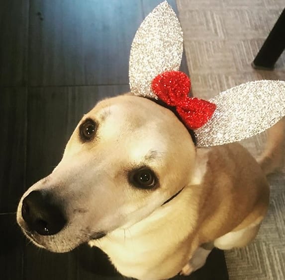 75 Popular European Dog Names PetPress