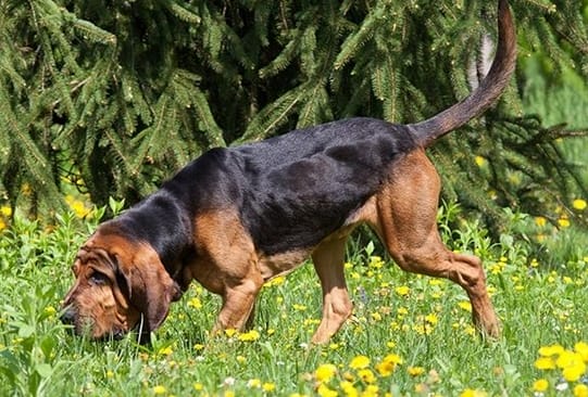 Top 110 Male Dog Names for Hound Breeds