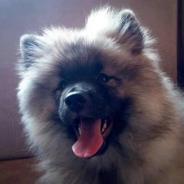 Top 75 Boy Dog Names Ending in "Y" (with Meanings) PetPress