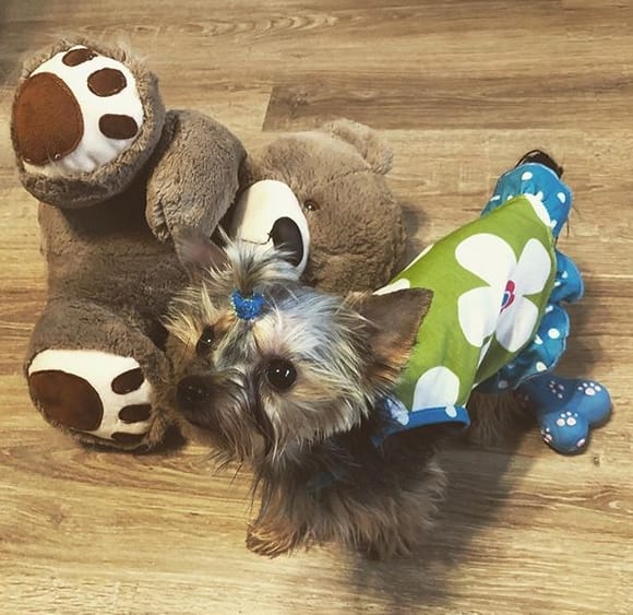 100 Beautiful Female Dog Names with Meanings PetPress