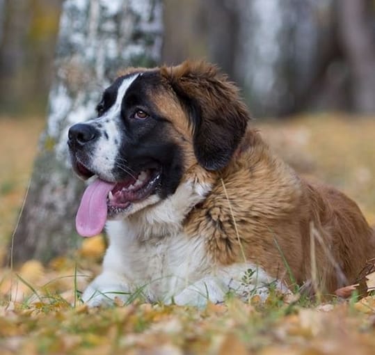 Top 150 Big Dog Names for Female Puppies