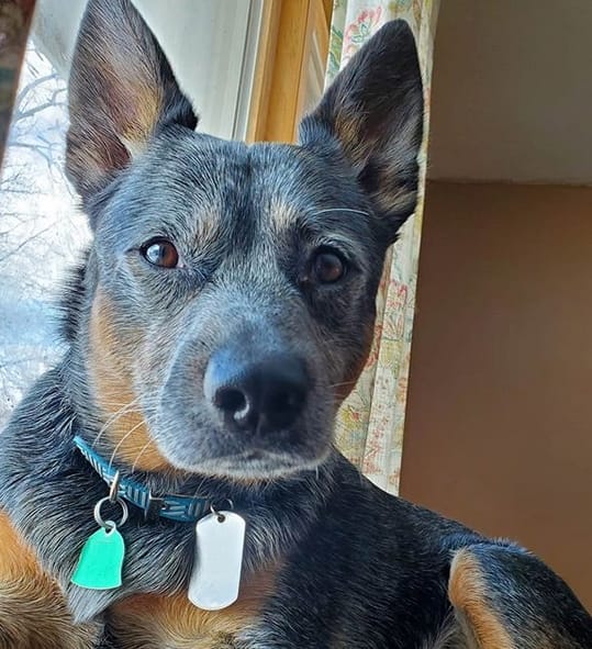 Top 175 Most Popular Blue Heeler Dog Names PetPress