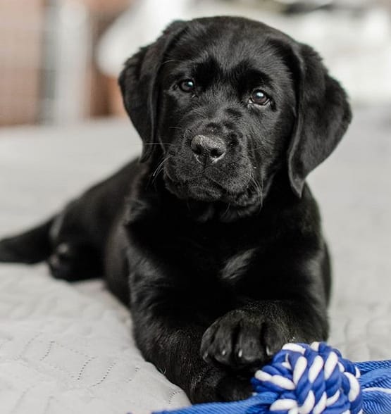 Top 47 Awesome Labrador Retriever Dog Names with Meanings PetPress