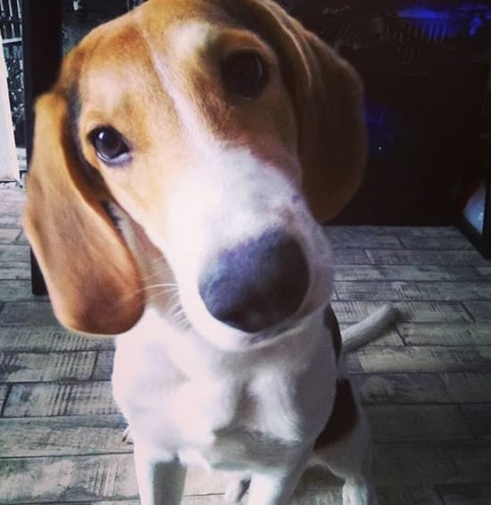 Top 200 Old Fashioned Dog Names for Female Dogs PetPress