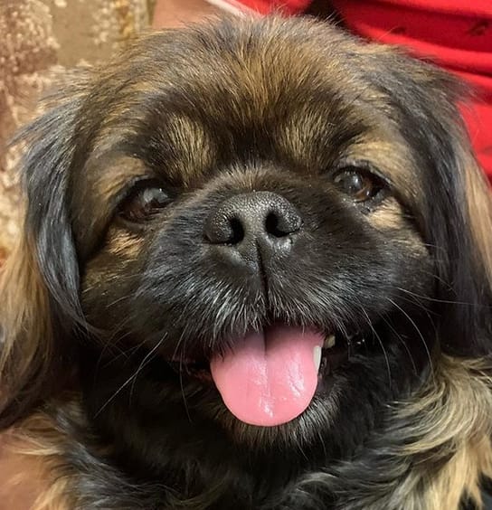 Top 115 Jewish Dog Names with Meanings PetPress